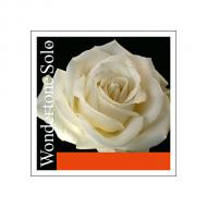 WONDERTONE SOLO violin string A by Pirastro 